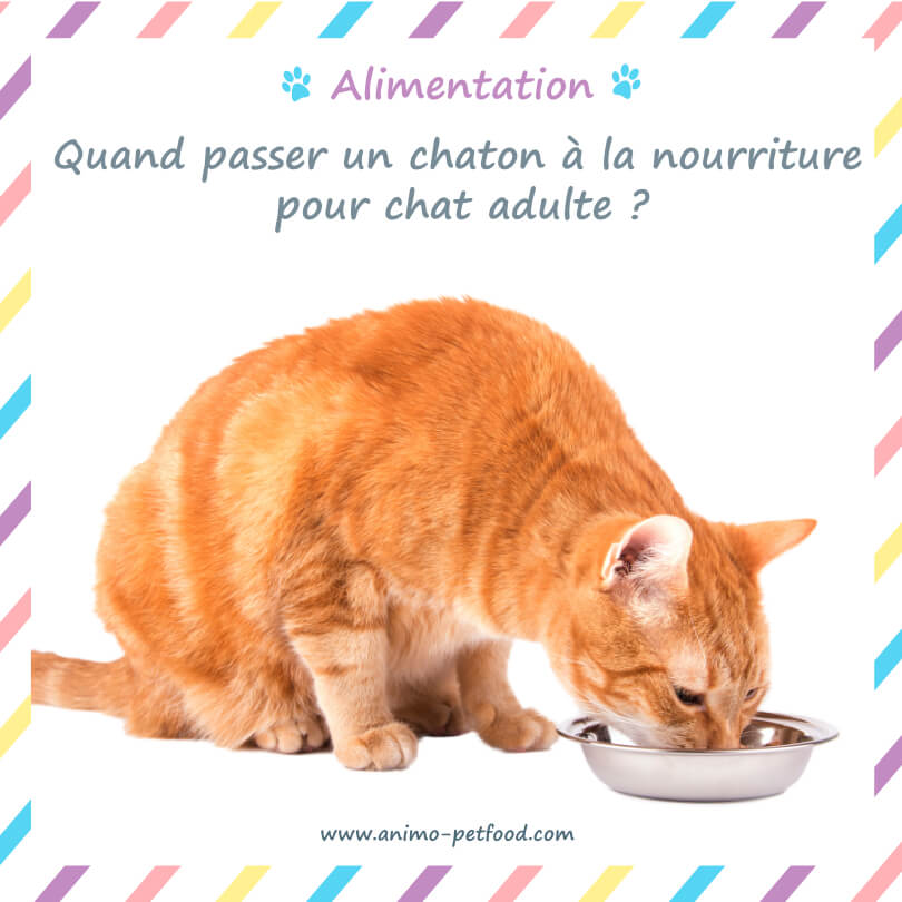 Quand les chatons peuvent-ils commencer à manger de la nourriture pour chat adulte